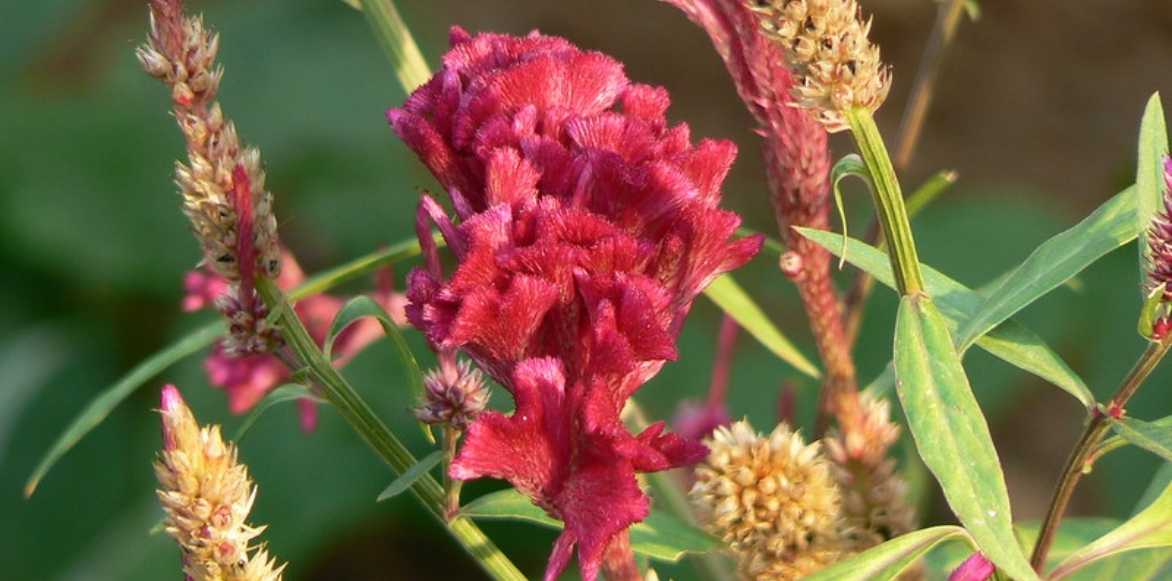 Celosia, Celosie, fleur de velours, plante velours, crête de coq, plante doudou, passe velours