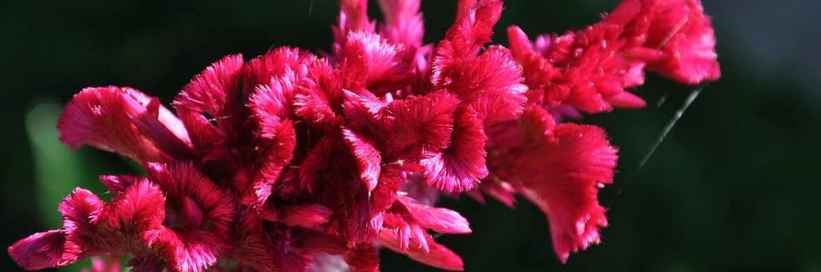 Celosia, Celosie, fleur de velours, plante velours, crête de coq, plante doudou