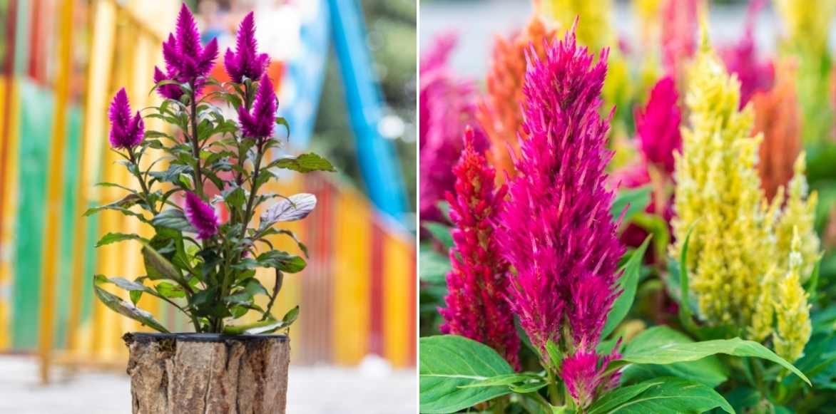 Celosia, Celosie, fleur de velours, plante velours, crête de coq, plante doudou, passe velours