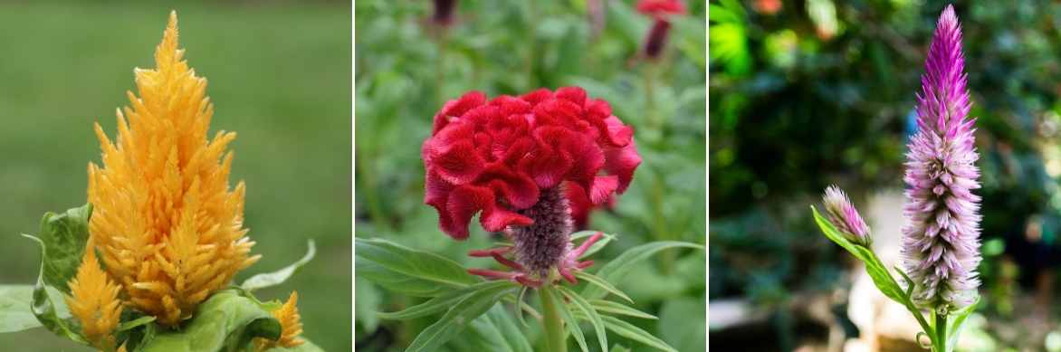 Celosia, Celosie, fleur de velours, plante velours, crête de coq, plante doudou