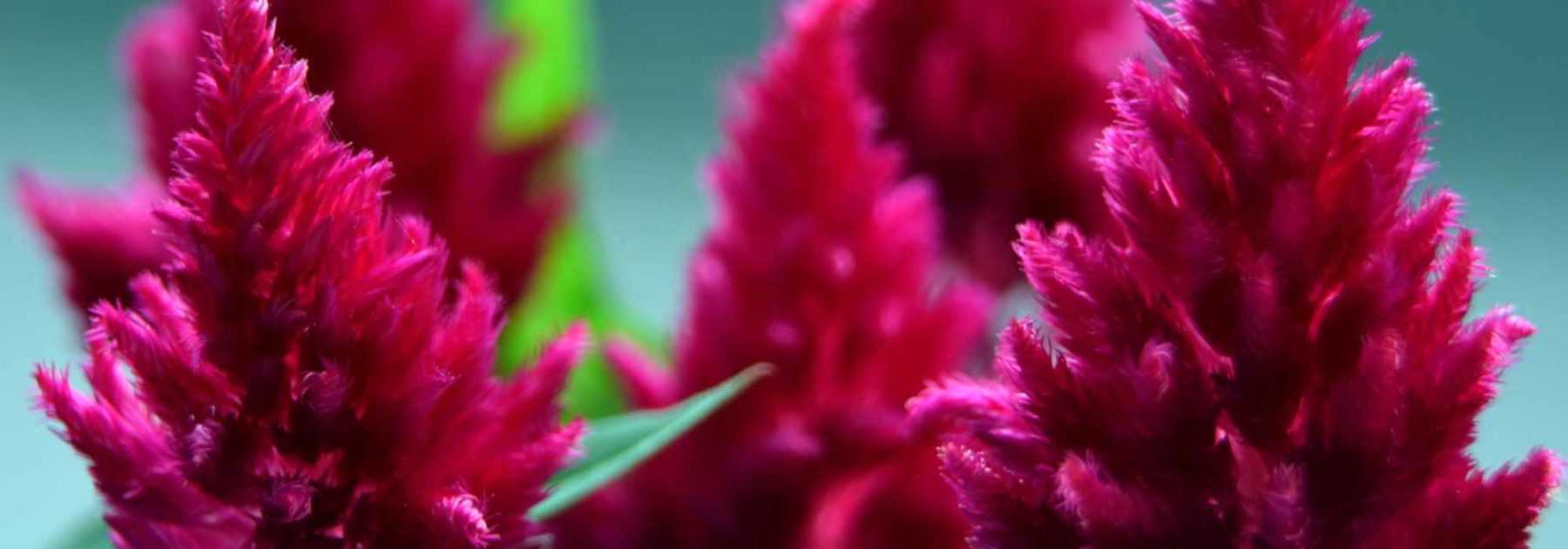 Célosie, celosia : semis, culture, entretien