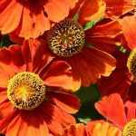 Choisir des heleniums