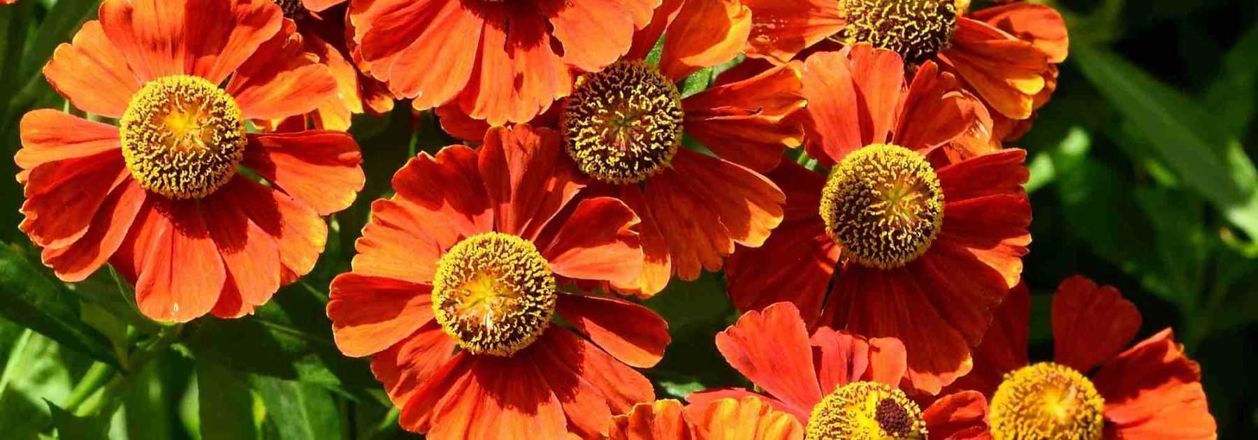 Choisir des heleniums