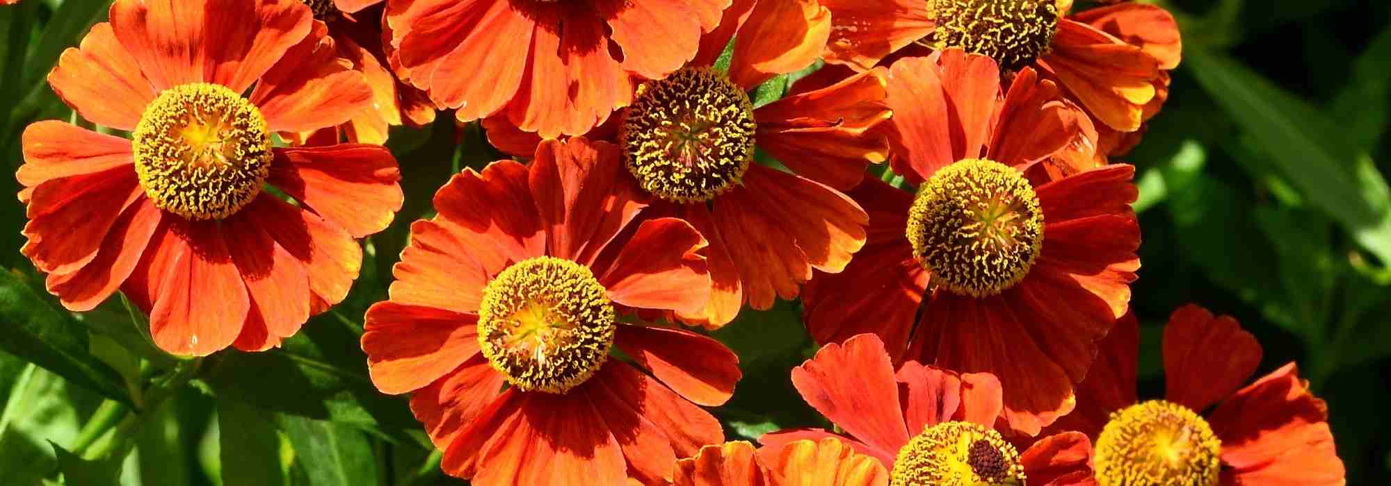 Choisir des heleniums