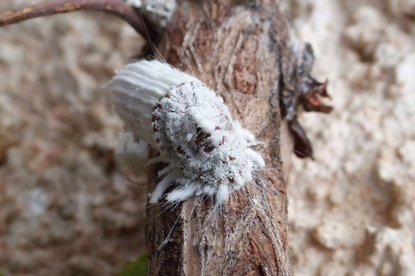 Cochenille farineuse