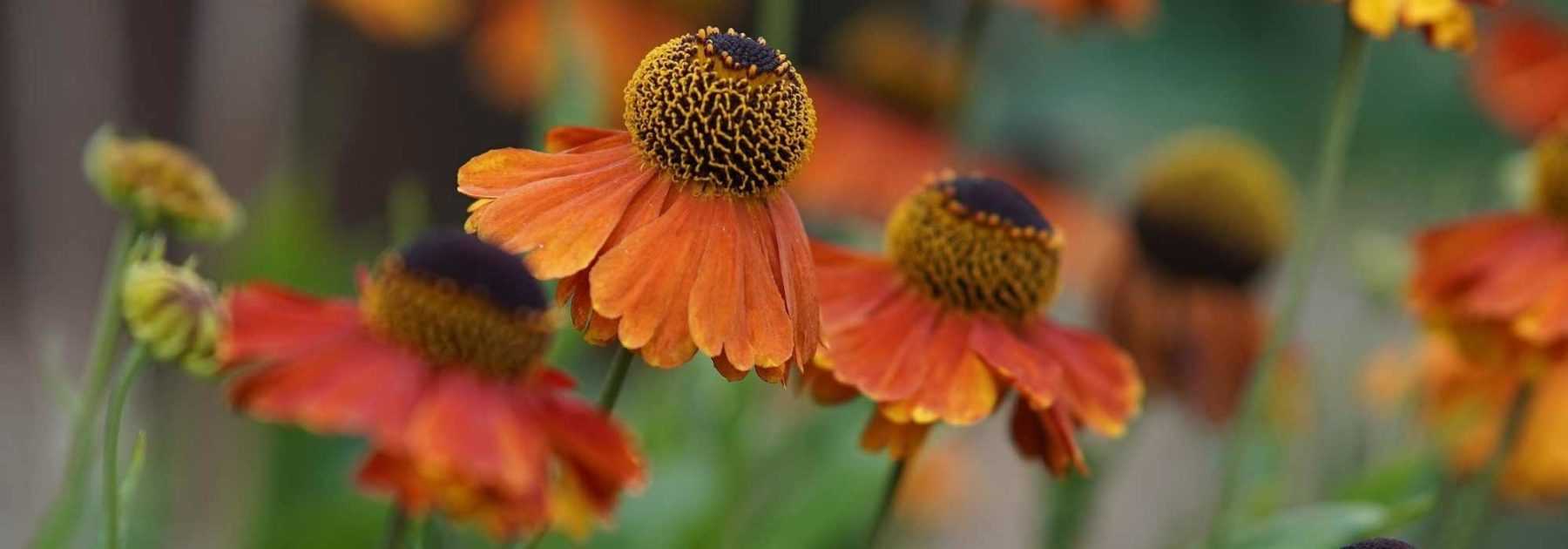 Cultiver un helenium en pot