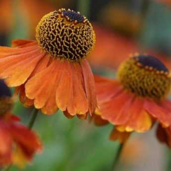 Cultiver un helenium en pot