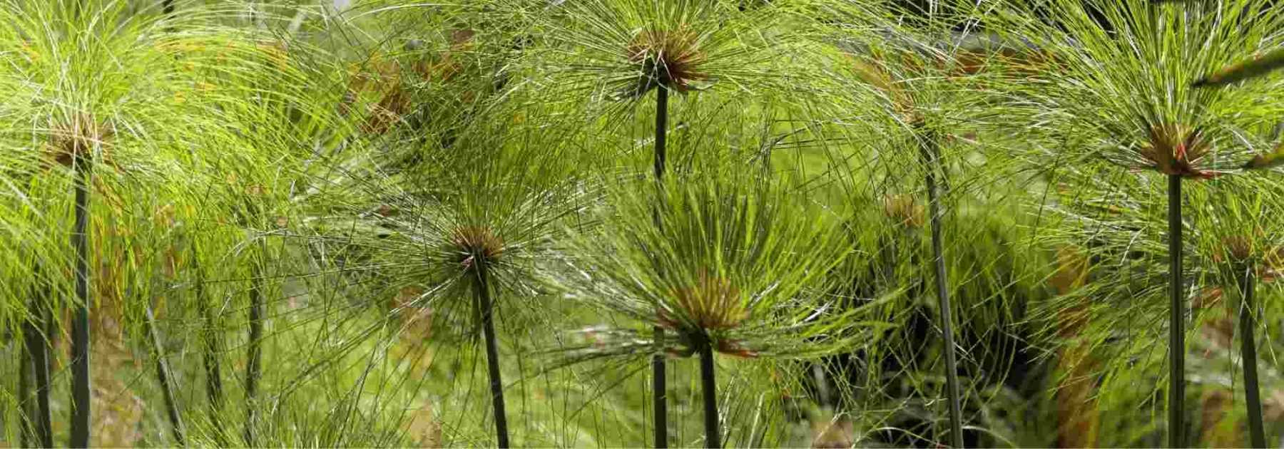 Hiverner un Cyperus papyrus