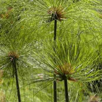 Hiverner un Cyperus papyrus