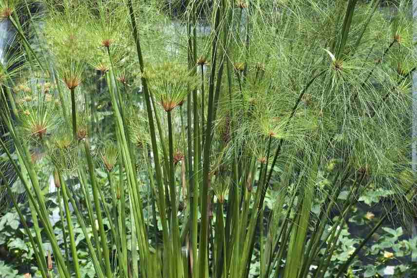 hiverner papyrus, hiverner cyperus, hivernage papyrus, papyrus protection contre le froid, papyrus hiver