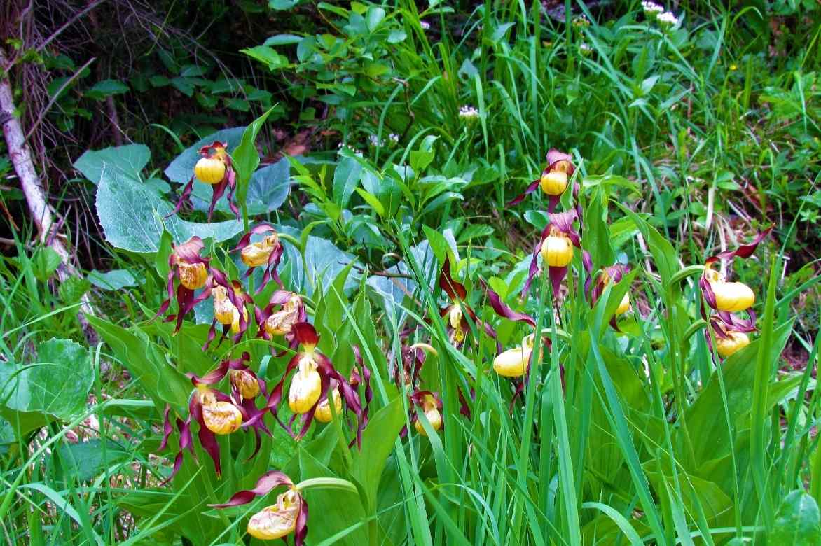 Cypripedium, Sabot de Venus, Pantoufle de notre dame, Cypripède, Lady's Slipper