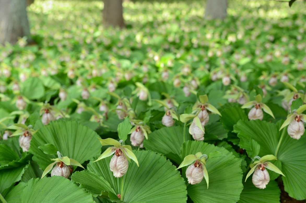 Cypripedium, Sabot de Venus, Pantoufle de notre dame, Cypripède, Lady's Slipper