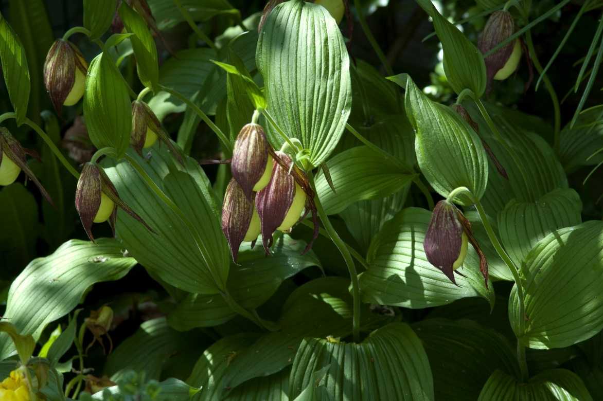 Cypripedium, Sabot de Venus, Pantoufle de notre dame, Cypripède, Lady's Slipper