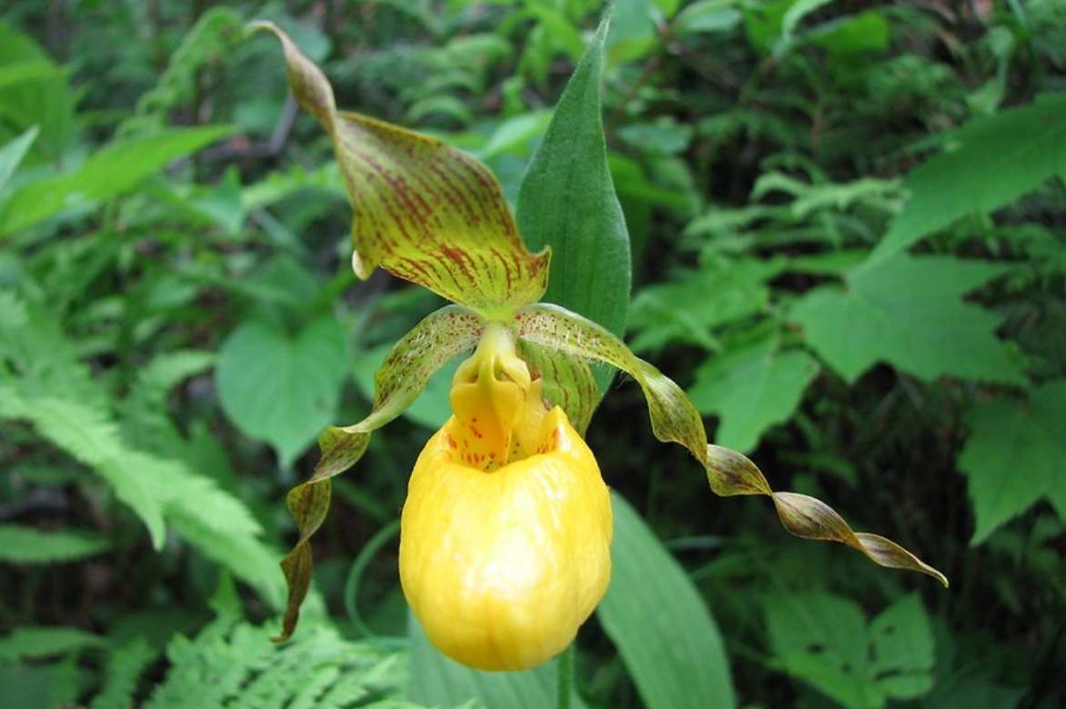 Cypripedium, Sabot de Venus, Pantoufle de notre dame, Cypripède, Lady's Slipper