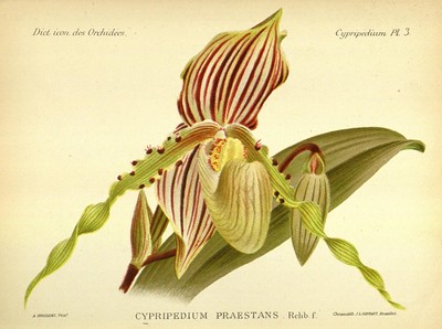 Cypripedium, Sabot de Venus, Pantoufle de notre dame, Cypripède, Lady's Slipper