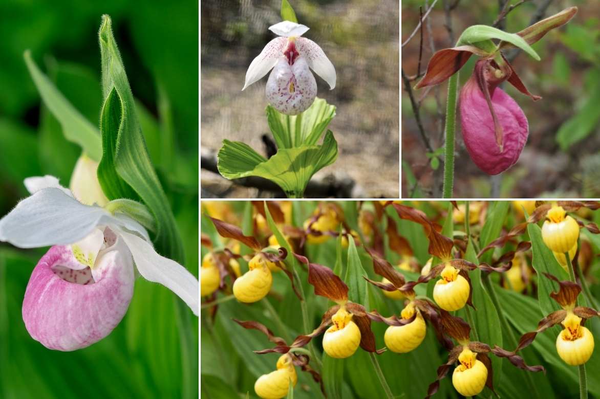 Cypripedium, Sabot de Venus, Pantoufle de notre dame, Cypripède, Lady's Slipper