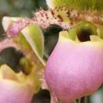 Cypripédium - Sabot de Vénus : planter et cultiver