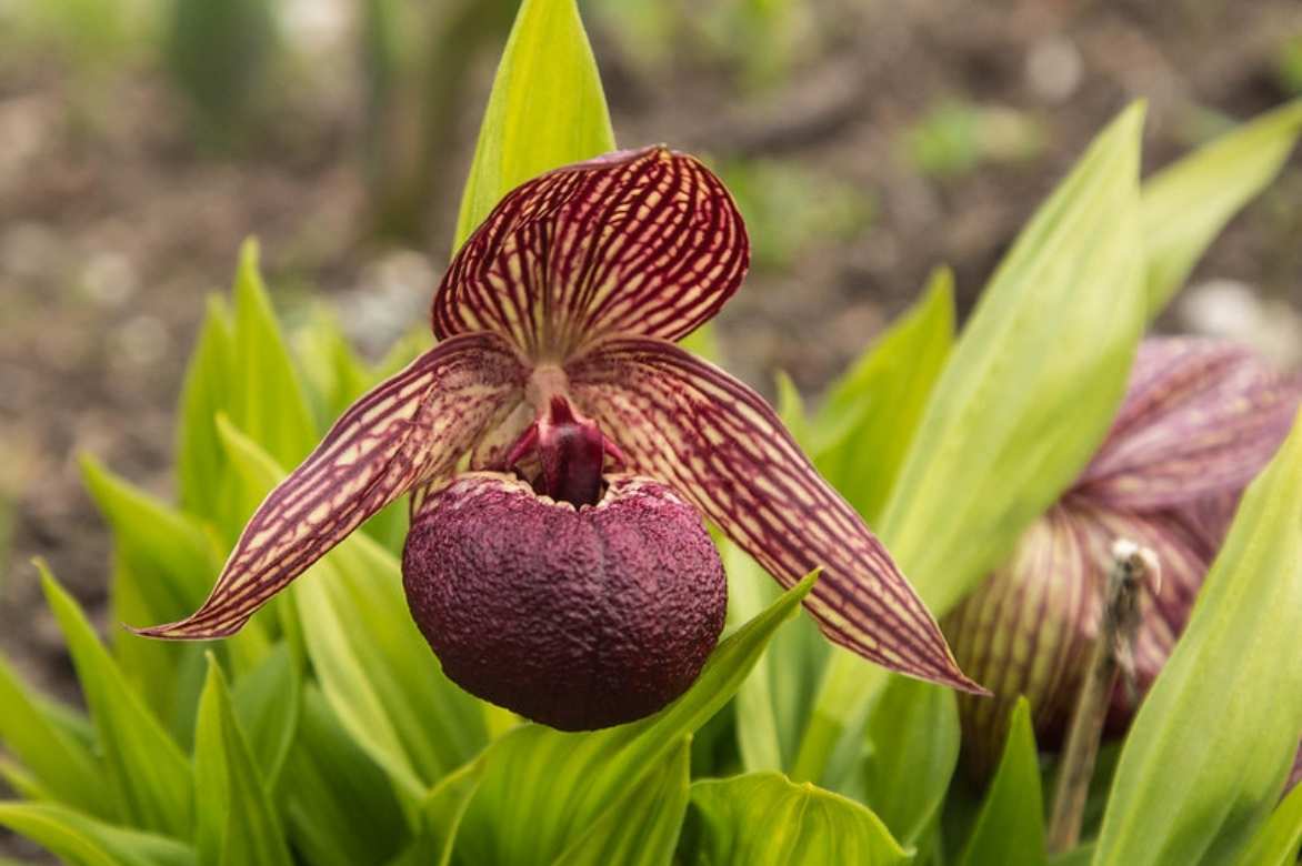 Cypripedium, Sabot de Venus, Pantoufle de notre dame, Cypripède, Lady's Slipper