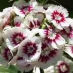 Œillet de poètes-Dianthus barbatus : plantation, semis, entretien