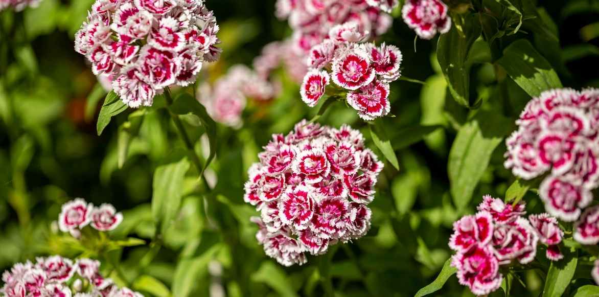 Dianthus barbatus, oeillet des poètes, oeillet barbu, bouquet parfait, jalousie plante,