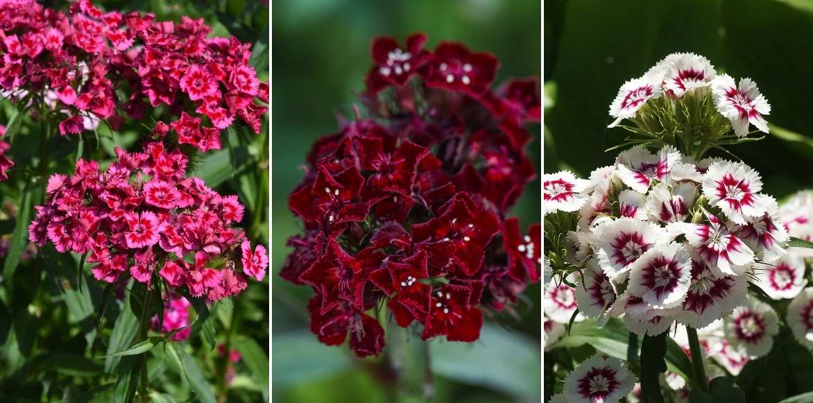 Dianthus barbatus, oeillet des poètes, oeillet barbu, bouquet parfait, jalousie plante,