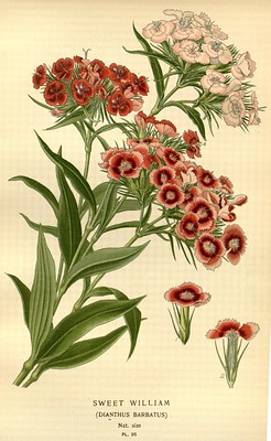 Dianthus barbatus, oeillet des poètes, oeillet barbu, bouquet parfait, jalousie plante,