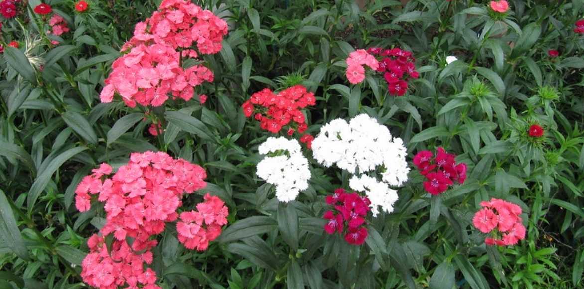 Dianthus barbatus, oeillet des poètes, oeillet barbu, bouquet parfait, jalousie plante,