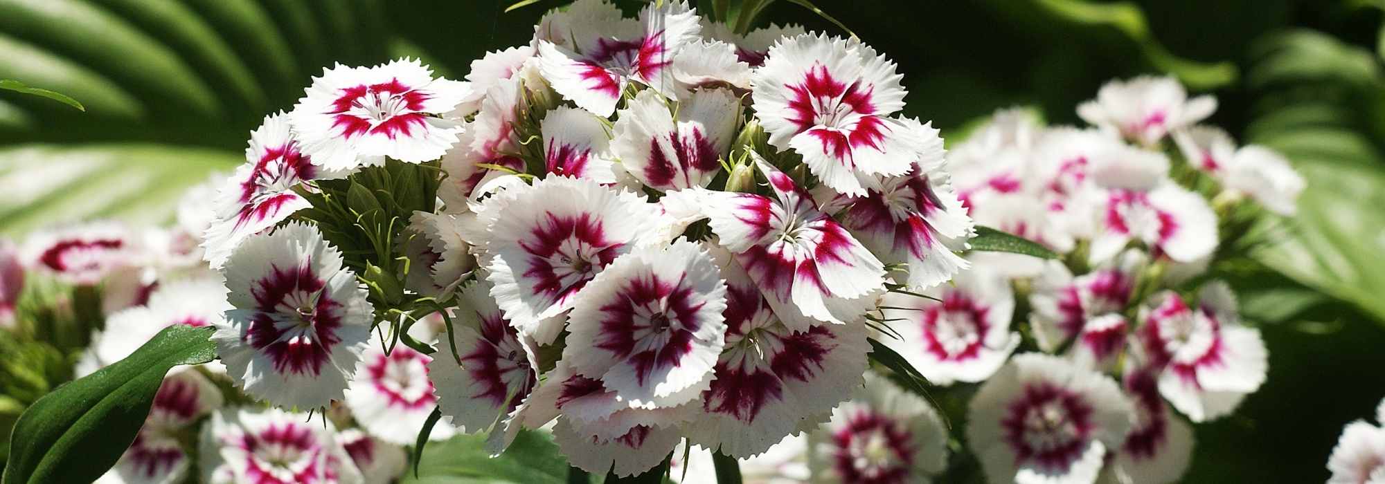 Œillet de poètes-Dianthus barbatus : plantation, semis, entretien