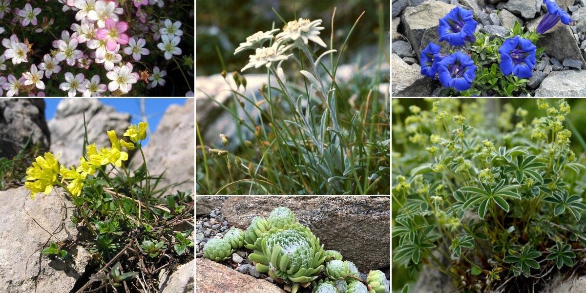 Inspiration pour associer la drave dans une rocaille, avec d'autres plantes alpines