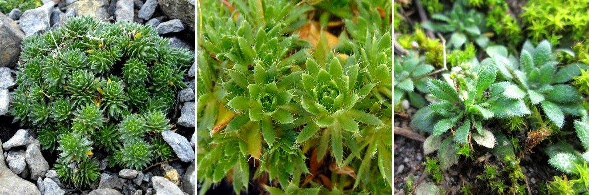 Les Draba portent de petites feuilles réunies en rosettes