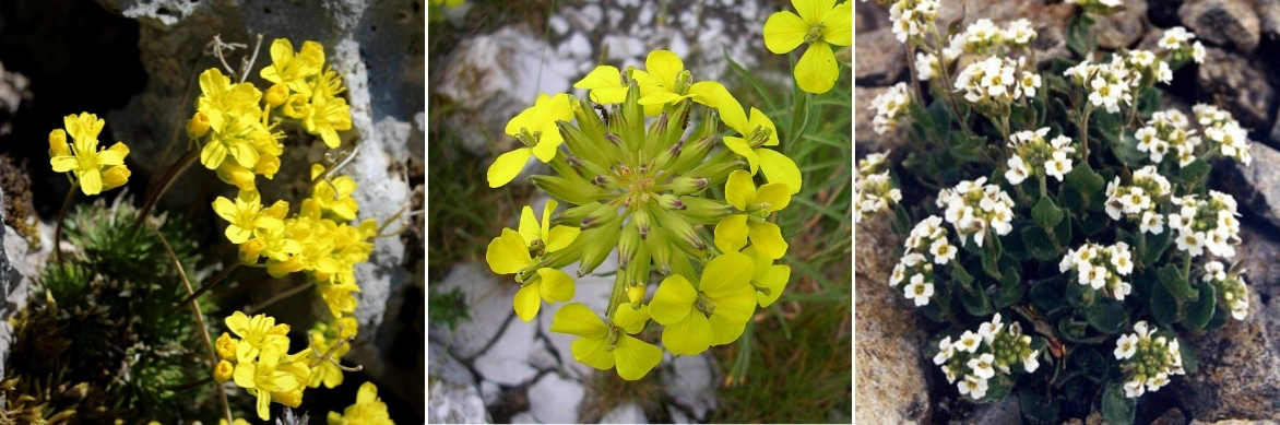 La floraison des Draba aizoides et D. sakuraii