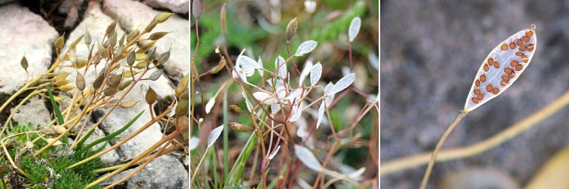 Les fruits et graines des Draba