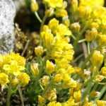 Draba : planter, cultiver et entretenir