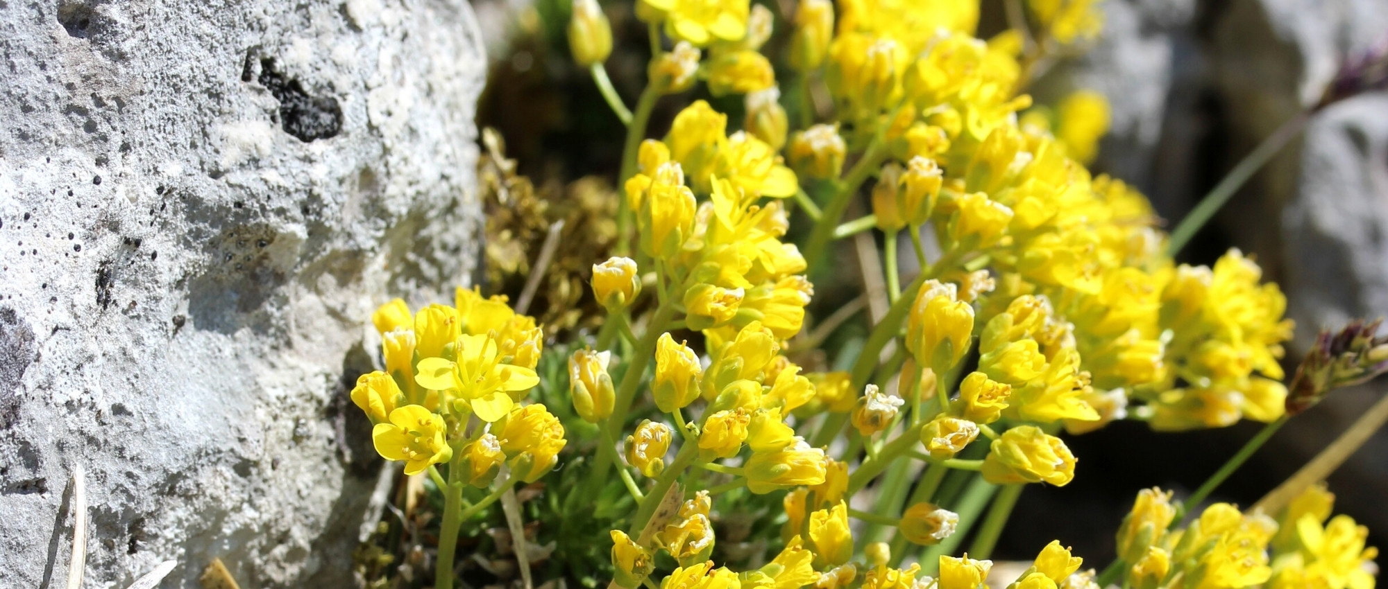 Draba : planter, cultiver et entretenir