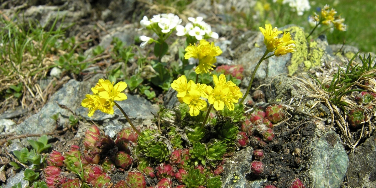 Les fleurs jaunes de la Drave faux aïzoon