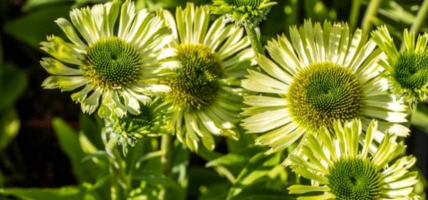 Echinacee les plus belles, Echinaceas les plus belles, Echinacee quelle varieté, echinacee verte, echinacea vert