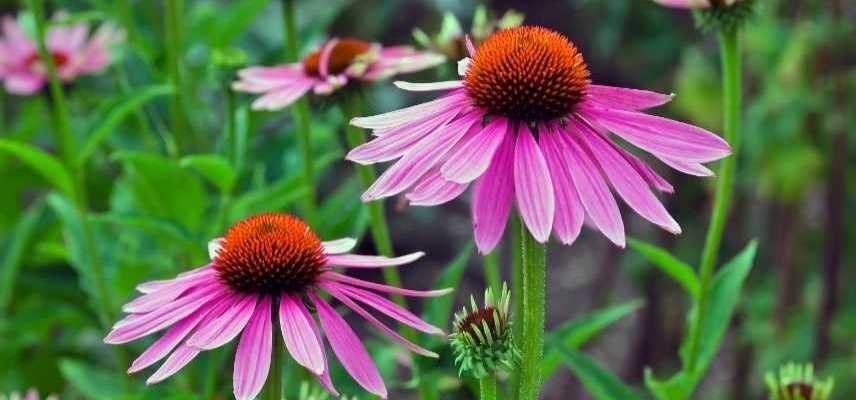 echinacea, echinacee laquelle choisir, echinacee comment choisir, echinacea guide achat, échinacée, echinacees les plus belles