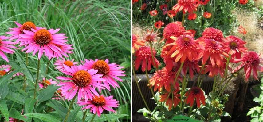 echinacea, echinacee laquelle choisir, echinacee comment choisir, echinacea guide achat, échinacée, echinacees les plus belles