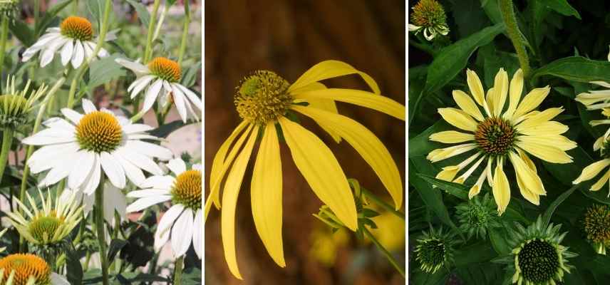 echinacea, echinacee laquelle choisir, echinacee comment choisir, echinacea guide achat, échinacée, echinacees les plus belles