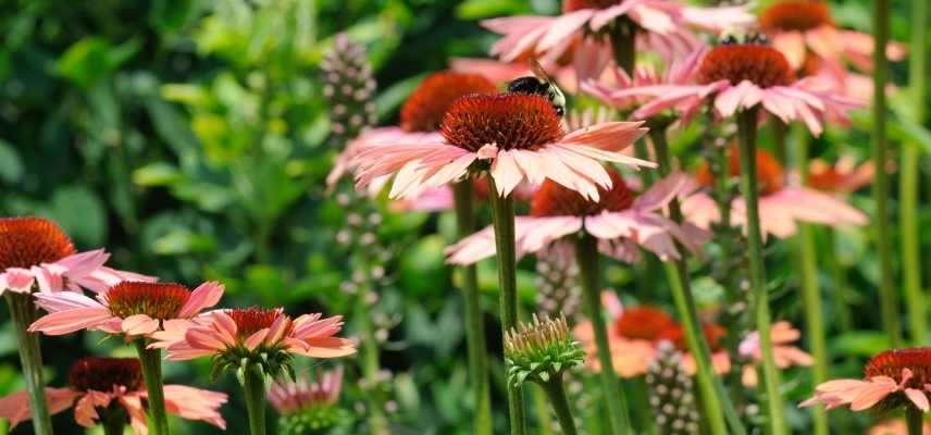 Echinacea purpurea Magnus-Peter Rosbjerg