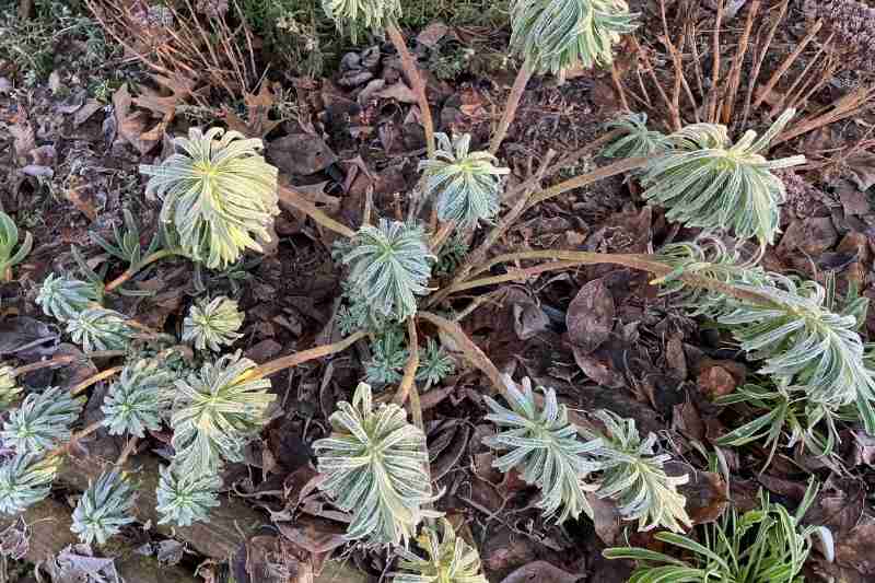 Hivernage : protéger vos plantes en hiver.. – Coopérative agricole de Nice