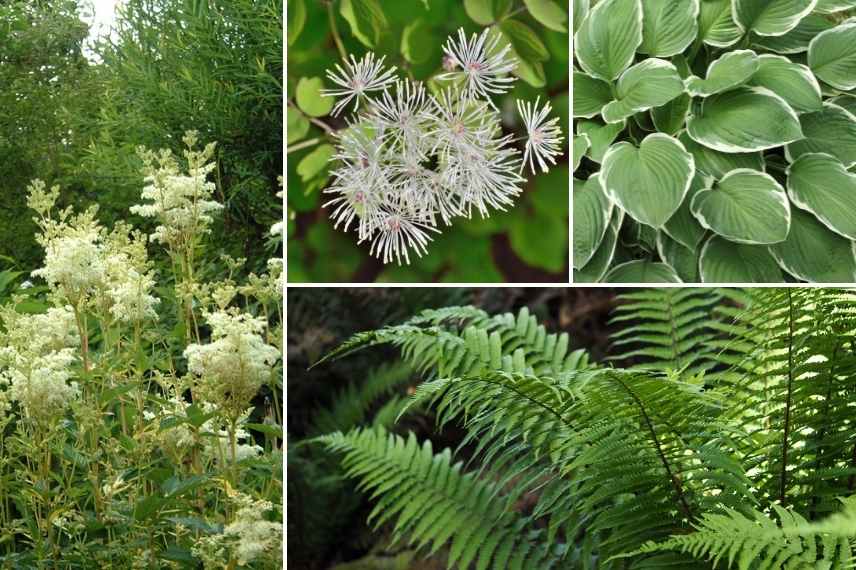 associer filipendule, association filipendule, association filipendula, marier filipendules, massif avec filipendules