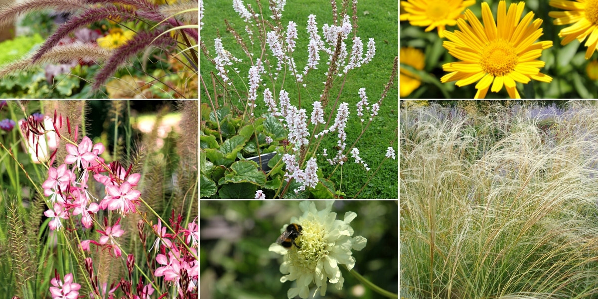 Inspiration pour associer le Francoa dans un jardin naturaliste