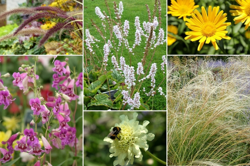 Inspiration pour associer le Francoa : jardin naturaliste