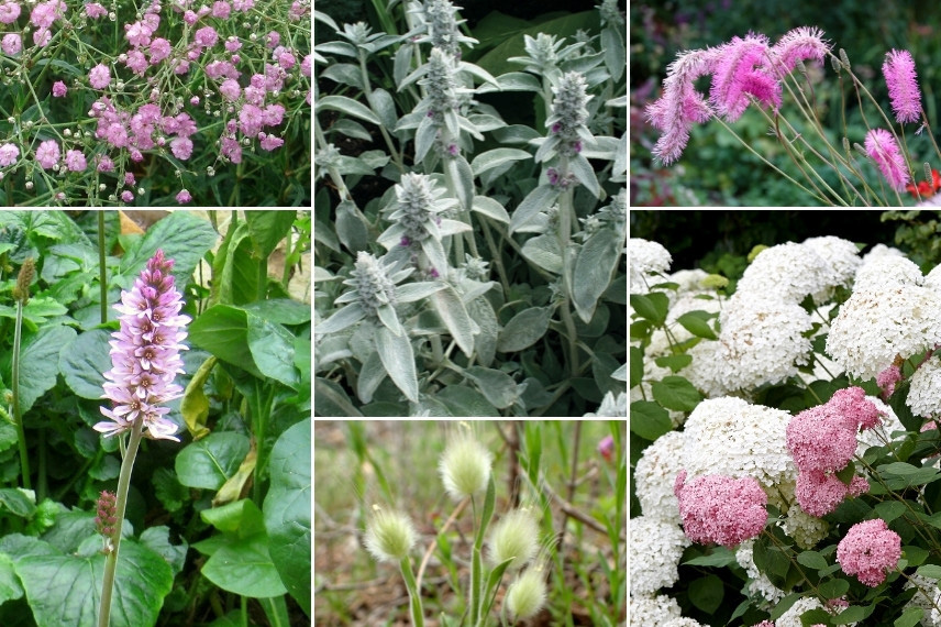 Idée d'association avec le Francoa : jardin rose tendre, très doux