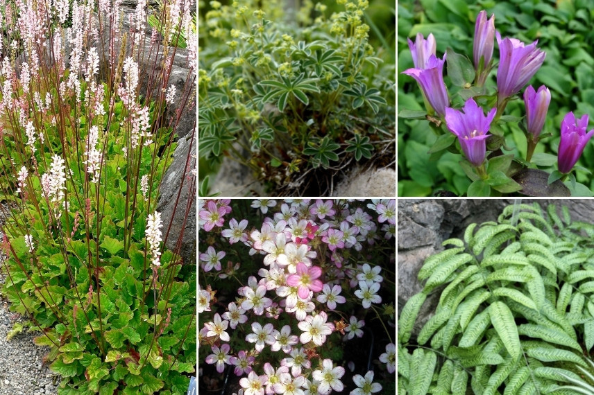 Inspiration pour associer le Francoa : rocaille mi-ombragée