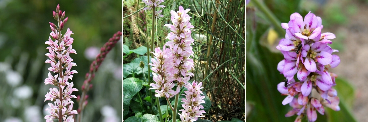 Les fleurs du Francoa