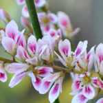 Francoa : plantation, culture et entretien