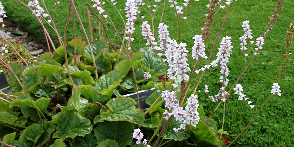 La floraison très délicate du Francoa sonchifolia