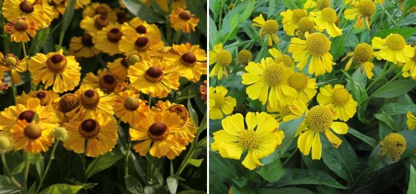 Choisir une Hélénie, Choisir Helenium, belles varietes Heleniums, Belles varietes Helenies, belles grandes marguerites